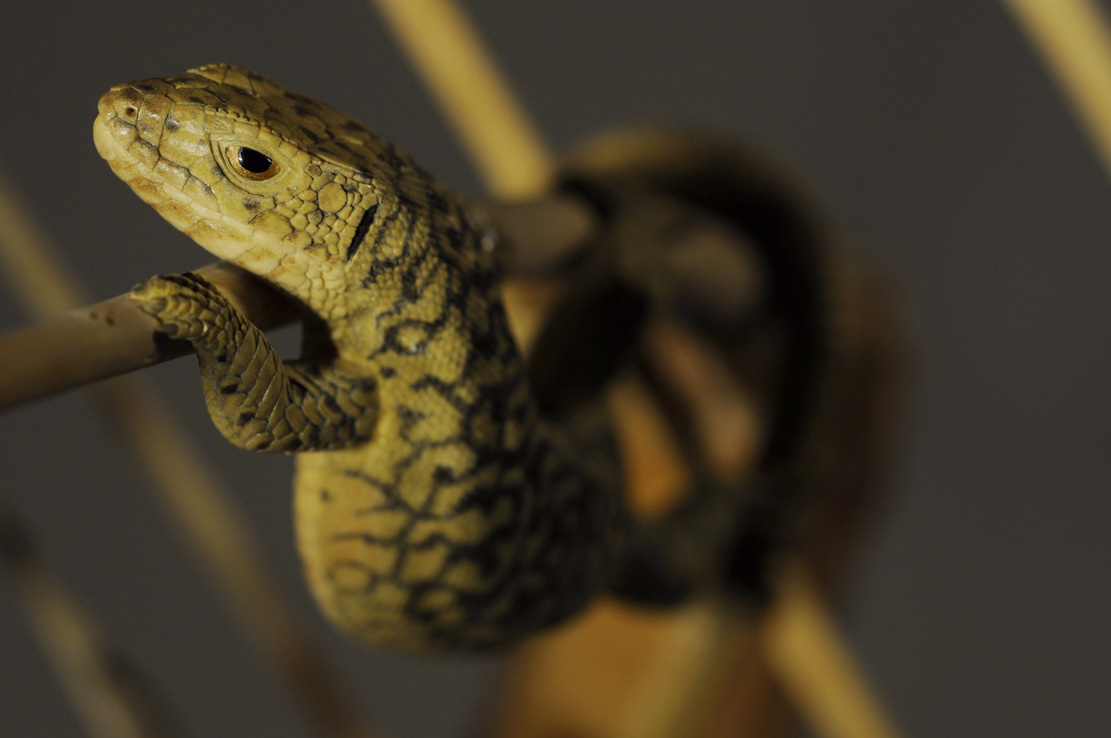 Catch me if you can,Libelle, Dragonfly, Eidechse, Lizard, Boxwood, Buchsbaum,  jpeg, jpg, scuplture, Schnitzerei, Carving, okimono