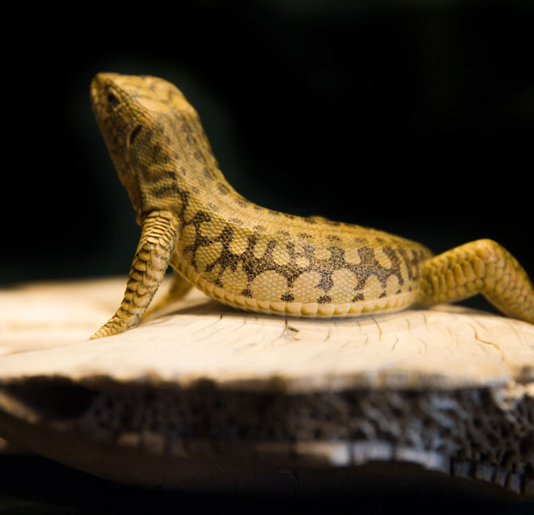 Eisvogel, Kingfisher, Watersplash, Hunting, Fish, Cornel, Schneider, Boxwood, Buchsbaum, jpeg, jpg, scuplture, Schnitzerei, Carving, okimono