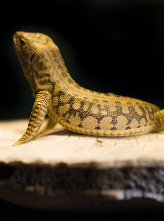 Snake, Schlange, Toad, Kröte, Cornel, Schneider, Boxwood, Buchsbaum, jpeg, jpg, scuplture, Schnitzerei, Carving, okimono