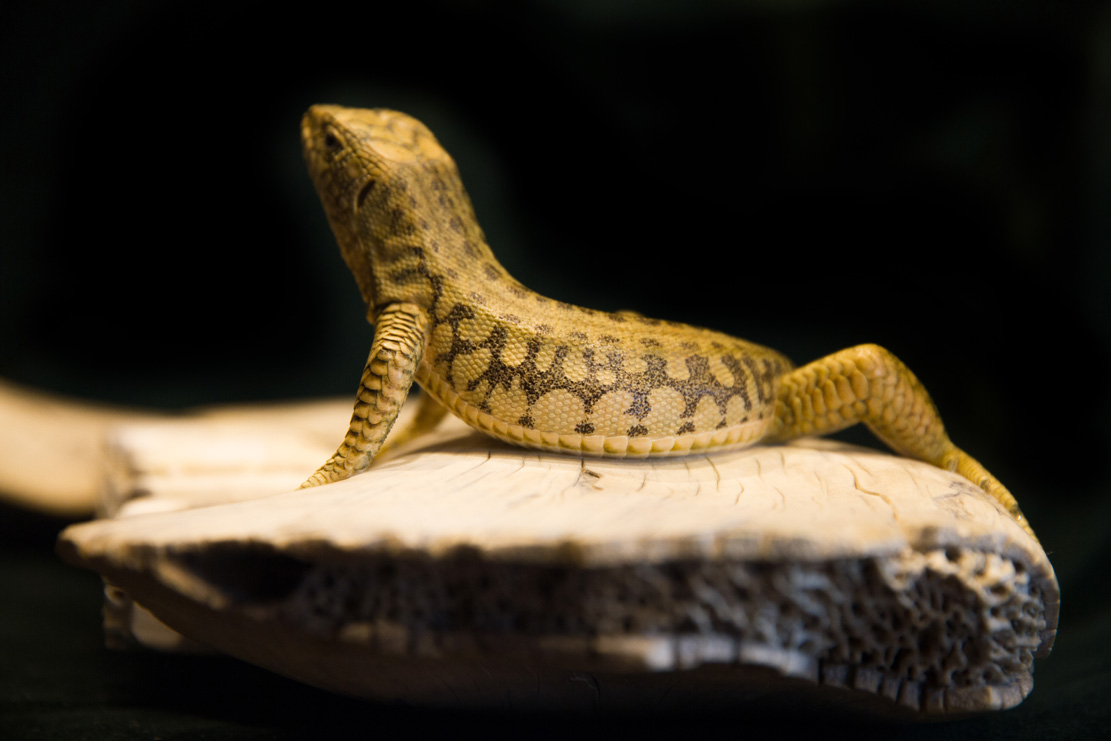 viper around branch, Cornel, Schneider, Boxwood, Buchsbaum,  jpeg, jpg, scuplture, Schnitzerei, Carving, okimono