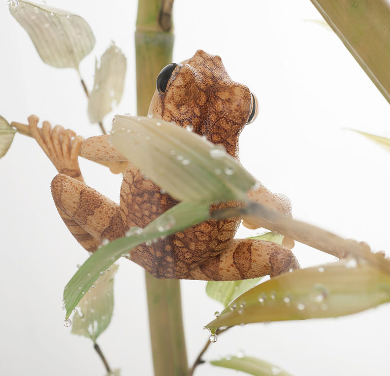 viper around branch, Cornel, Schneider, Boxwood, Buchsbaum,  jpeg, jpg, scuplture, Schnitzerei, Carving, okimono