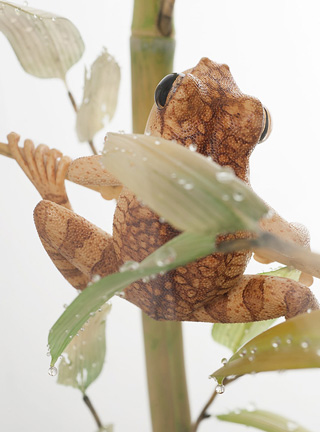 Snake, Schlange, Toad, Kröte, Cornel, Schneider, Boxwood, Buchsbaum, jpeg, jpg, scuplture, Schnitzerei, Carving, okimono