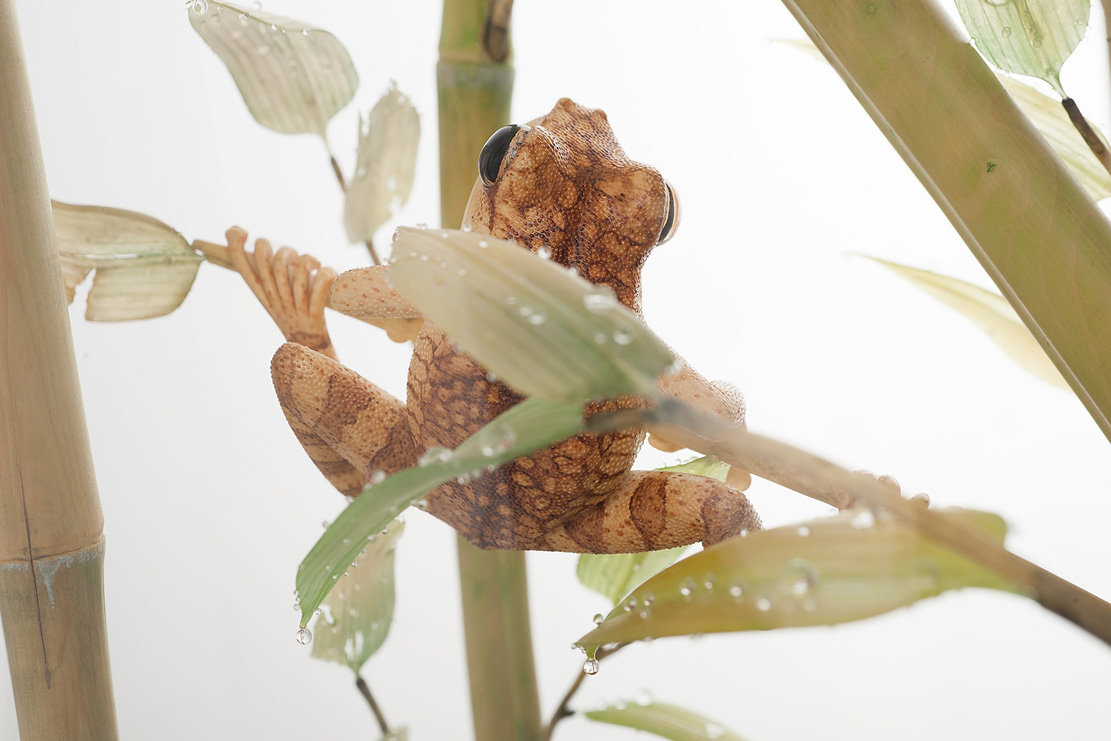 Eisvogel, Kingfisher, Watersplash, Hunting, Fish, Cornel, Schneider, Boxwood, Buchsbaum, jpeg, jpg, scuplture, Schnitzerei, Carving, okimono