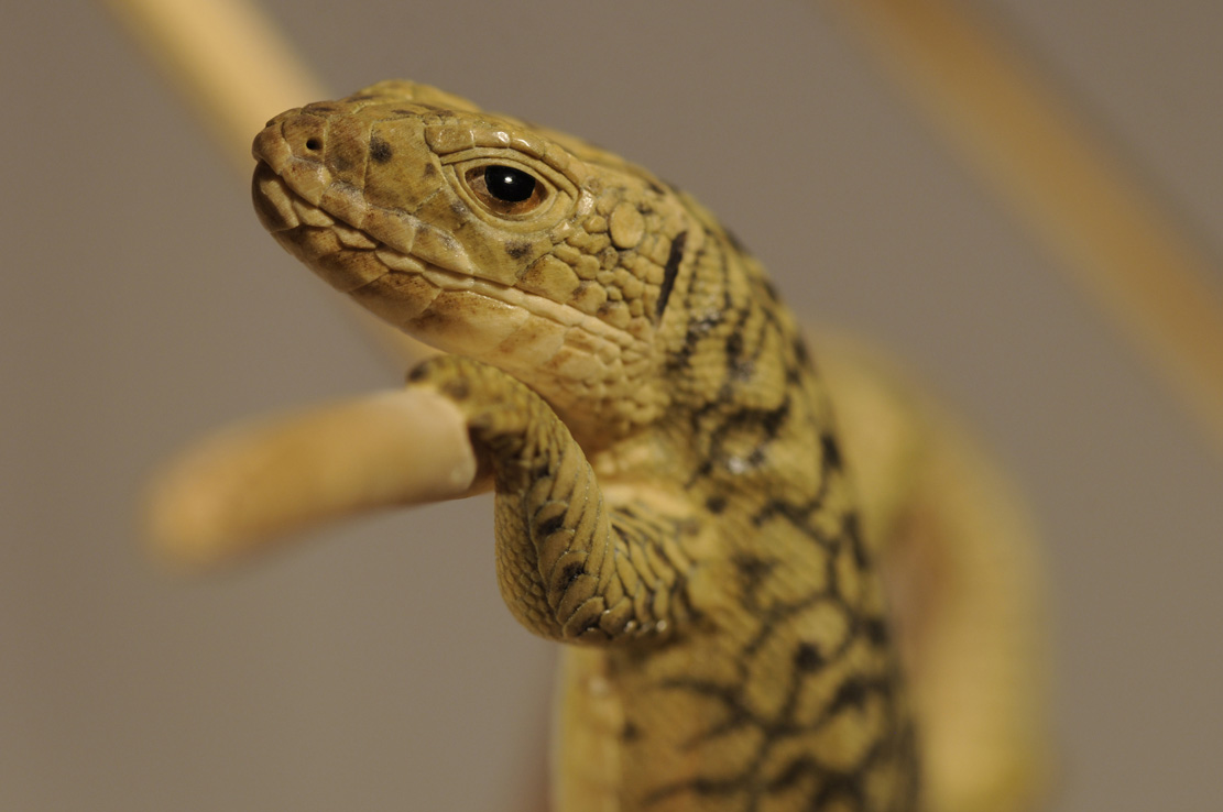 Catch me if you can,Libelle, Dragonfly, Eidechse, Lizard, Boxwood, Buchsbaum,  jpeg, jpg, scuplture, Schnitzerei, Carving, okimono