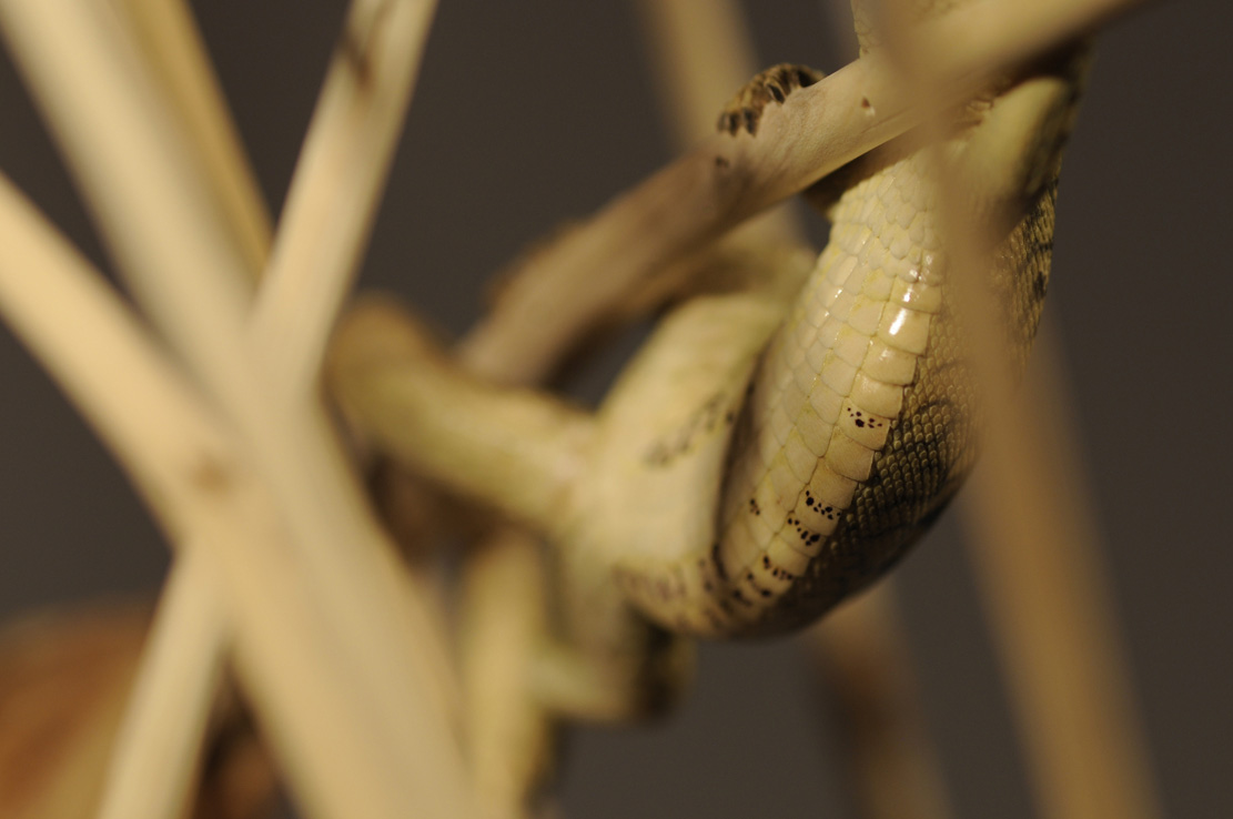 Catch me if you can,Libelle, Dragonfly, Eidechse, Lizard, Boxwood, Buchsbaum,  jpeg, jpg, scuplture, Schnitzerei, Carving, okimono