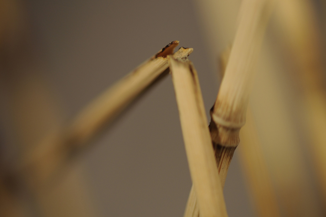 Catch me if you can,Libelle, Dragonfly, Eidechse, Lizard, Boxwood, Buchsbaum,  jpeg, jpg, scuplture, Schnitzerei, Carving, okimono