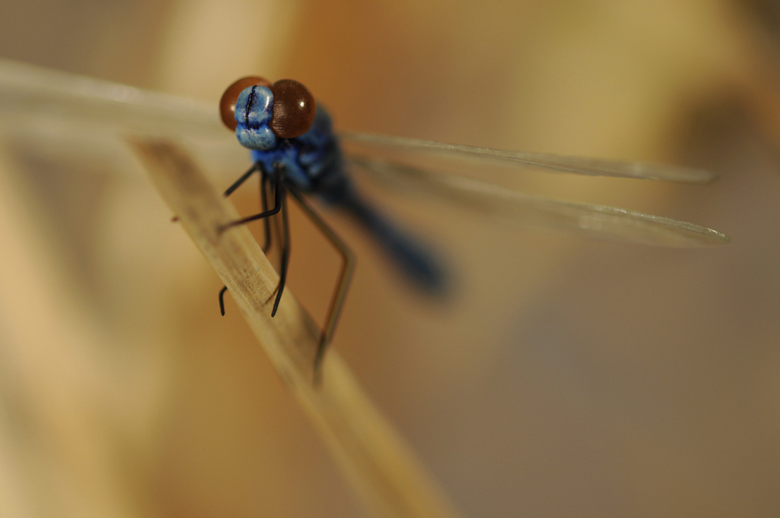 Catch me if you can,Libelle, Dragonfly, Eidechse, Lizard, Boxwood, Buchsbaum,  jpeg, jpg, scuplture, Schnitzerei, Carving, okimono
