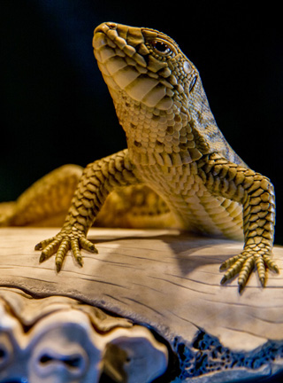 Snake, Schlange, Toad, Kröte, Cornel, Schneider, Boxwood, Buchsbaum, jpeg, jpg, scuplture, Schnitzerei, Carving, okimono