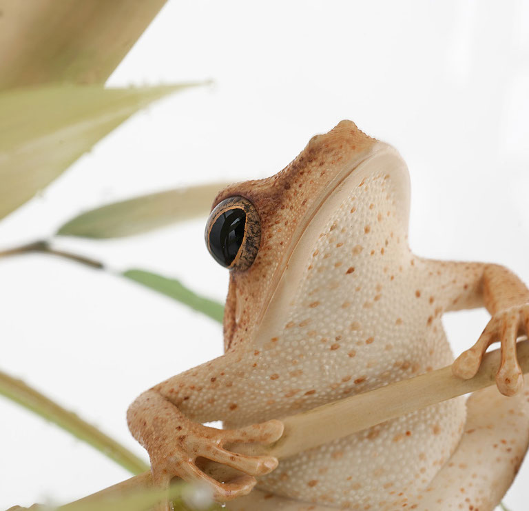 viper around branch, Cornel, Schneider, Boxwood, Buchsbaum,  jpeg, jpg, scuplture, Schnitzerei, Carving, okimono