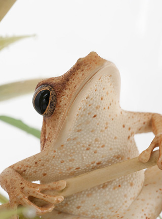 Snake, Schlange, Toad, Kröte, Cornel, Schneider, Boxwood, Buchsbaum, jpeg, jpg, scuplture, Schnitzerei, Carving, okimono