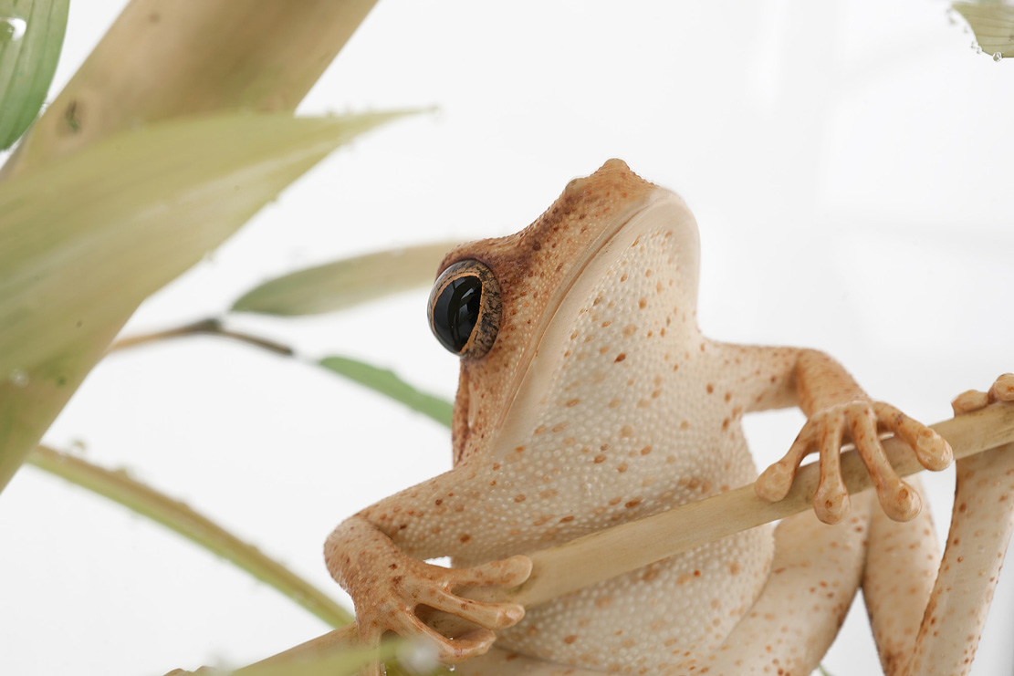 Eisvogel, Kingfisher, Watersplash, Hunting, Fish, Cornel, Schneider, Boxwood, Buchsbaum, jpeg, jpg, scuplture, Schnitzerei, Carving, okimono