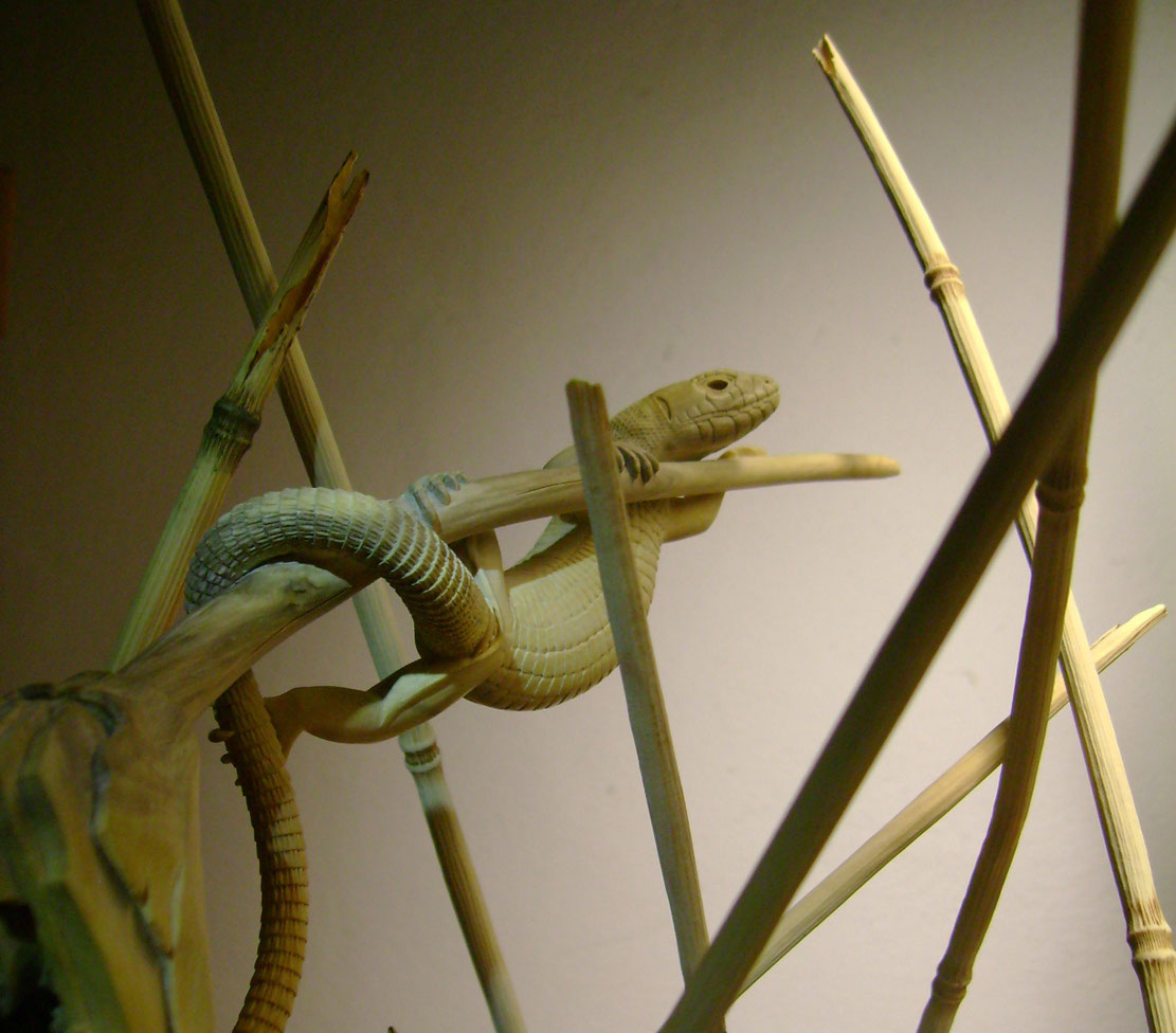 Catch me if you can, Eidechse, Lizard, Boxwood, Buchsbaum, tools, work in process,  jpeg, jpg, scuplture, Schnitzerei, Carving, okimono