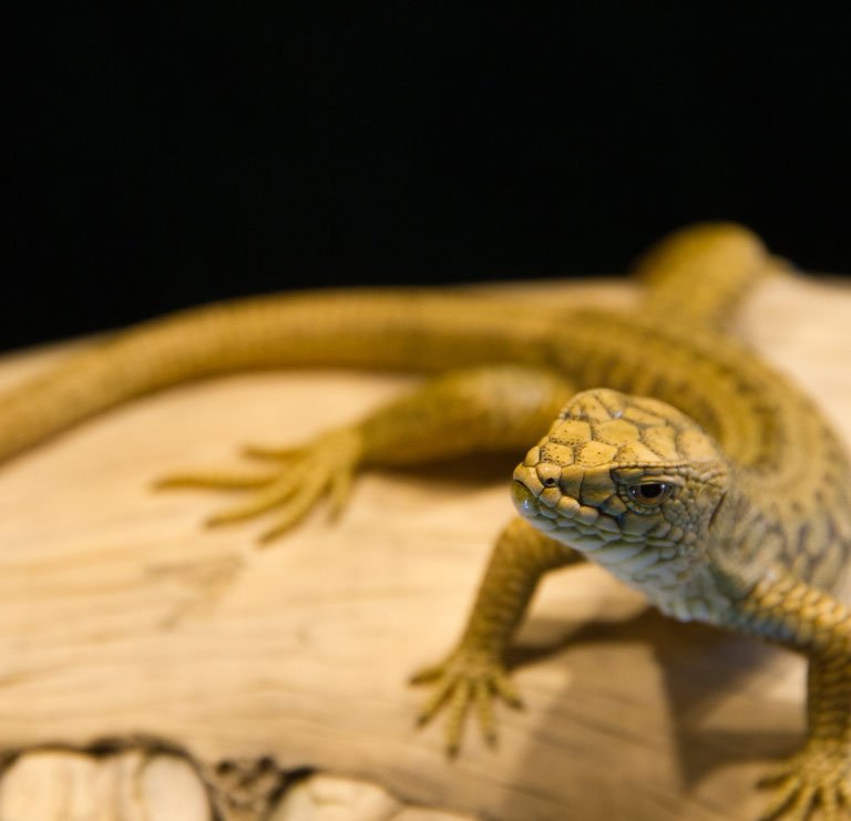 Eisvogel, Kingfisher, Watersplash, Hunting, Fish, Cornel, Schneider, Boxwood, Buchsbaum, jpeg, jpg, scuplture, Schnitzerei, Carving, okimono