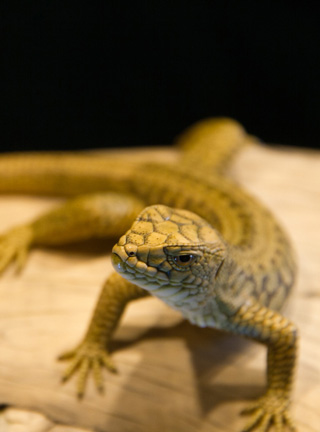 Snake, Schlange, Toad, Kröte, Cornel, Schneider, Boxwood, Buchsbaum, jpeg, jpg, scuplture, Schnitzerei, Carving, okimono