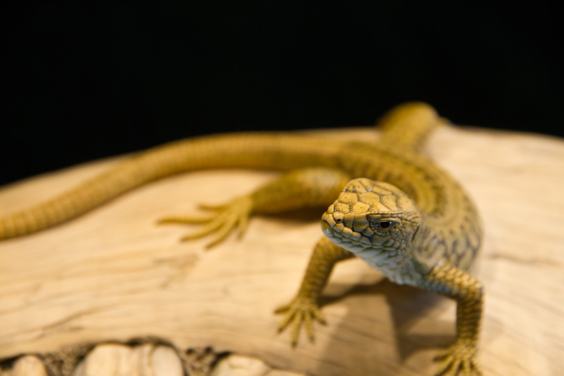 viper around branch, Cornel, Schneider, Boxwood, Buchsbaum,  jpeg, jpg, scuplture, Schnitzerei, Carving, okimono