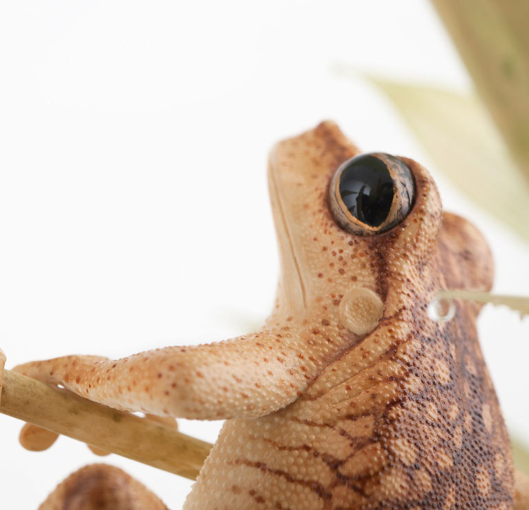 viper around branch, Cornel, Schneider, Boxwood, Buchsbaum,  jpeg, jpg, scuplture, Schnitzerei, Carving, okimono