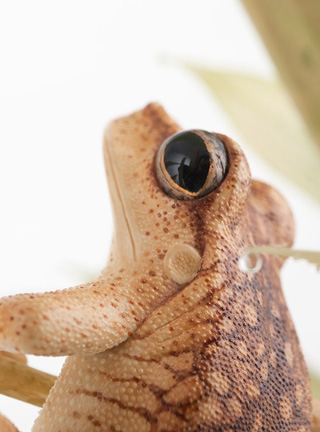 Snake, Schlange, Toad, Kröte, Cornel, Schneider, Boxwood, Buchsbaum, jpeg, jpg, scuplture, Schnitzerei, Carving, okimono