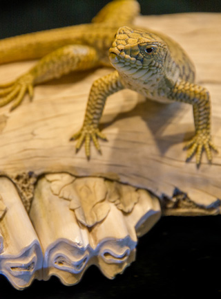 Snake, Schlange, Toad, Kröte, Cornel, Schneider, Boxwood, Buchsbaum, jpeg, jpg, scuplture, Schnitzerei, Carving, okimono