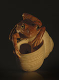frog on snailhouse, Frosch, Schneckenhaus, Acrylglas,Cornel, Schneider, Boxwood, Buchsbaum,  jpeg, jpg, scuplture, Schnitzerei, Carving, netsuke