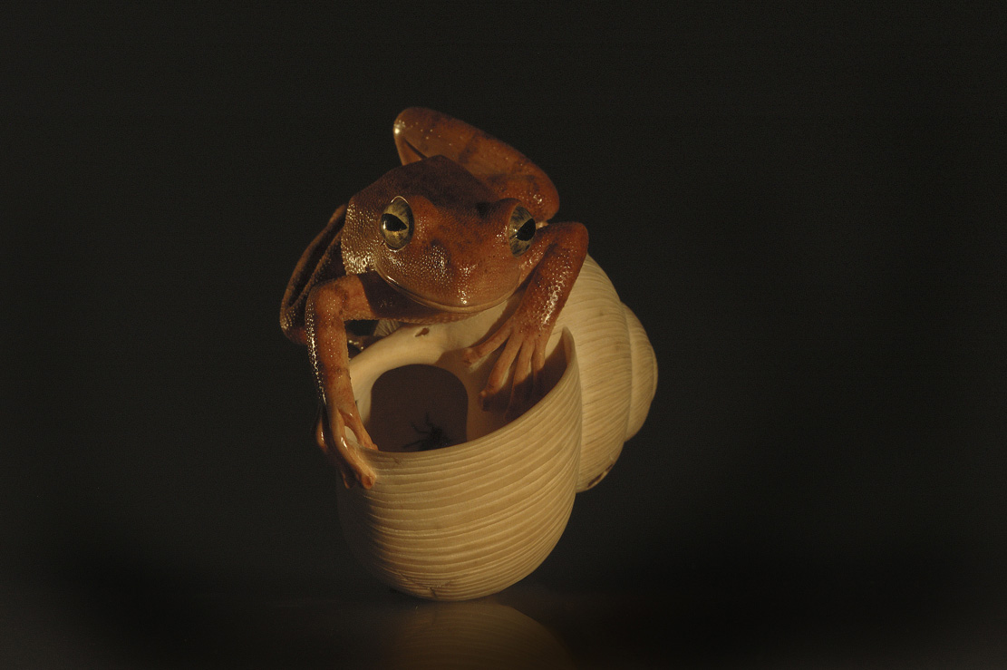 frog on snailhouse, Frosch, Schneckenhaus, Acrylglas,Cornel, Schneider, Boxwood, Buchsbaum,  jpeg, jpg, scuplture, Schnitzerei, Carving, netsuke