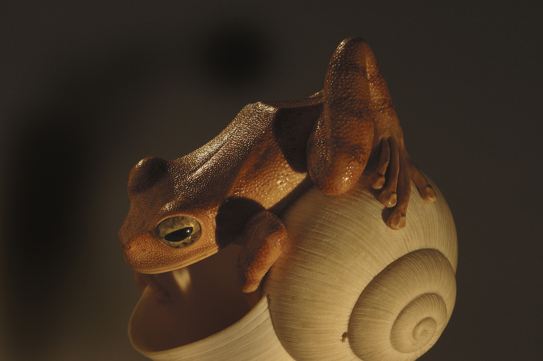 frog on snailhouse, Frosch, Schneckenhaus, Acrylglas,Cornel, Schneider, Boxwood, Buchsbaum,  jpeg, jpg, scuplture, Schnitzerei, Carving, netsuke