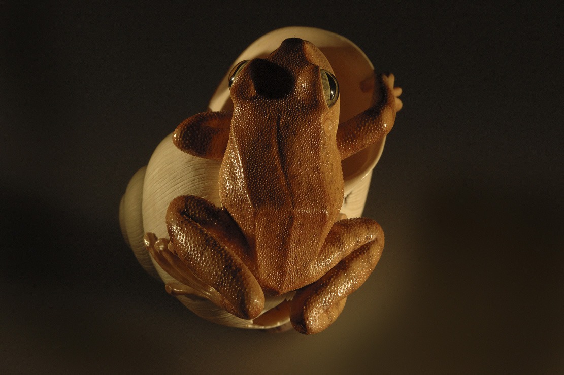frog on snailhouse, Frosch, Schneckenhaus, Acrylglas,Cornel, Schneider, Boxwood, Buchsbaum,  jpeg, jpg, scuplture, Schnitzerei, Carving, netsuke