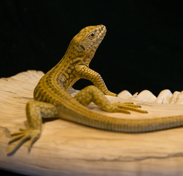 Eisvogel, Kingfisher, Watersplash, Hunting, Fish, Cornel, Schneider, Boxwood, Buchsbaum, jpeg, jpg, scuplture, Schnitzerei, Carving, okimono