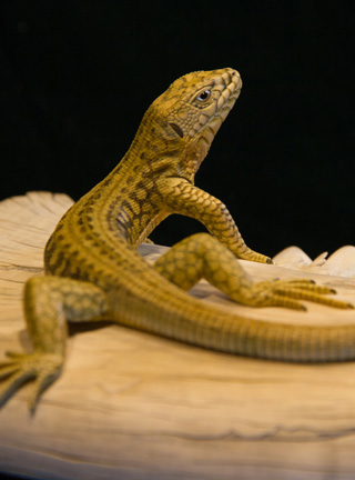 Snake, Schlange, Toad, Kröte, Cornel, Schneider, Boxwood, Buchsbaum, jpeg, jpg, scuplture, Schnitzerei, Carving, okimono