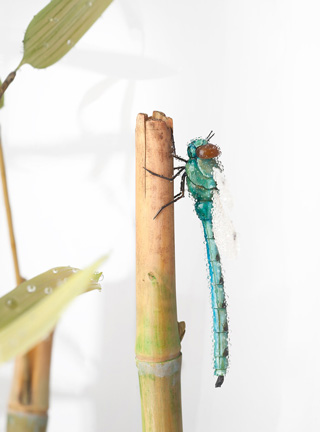 Snake, Schlange, Toad, Kröte, Cornel, Schneider, Boxwood, Buchsbaum, jpeg, jpg, scuplture, Schnitzerei, Carving, okimono