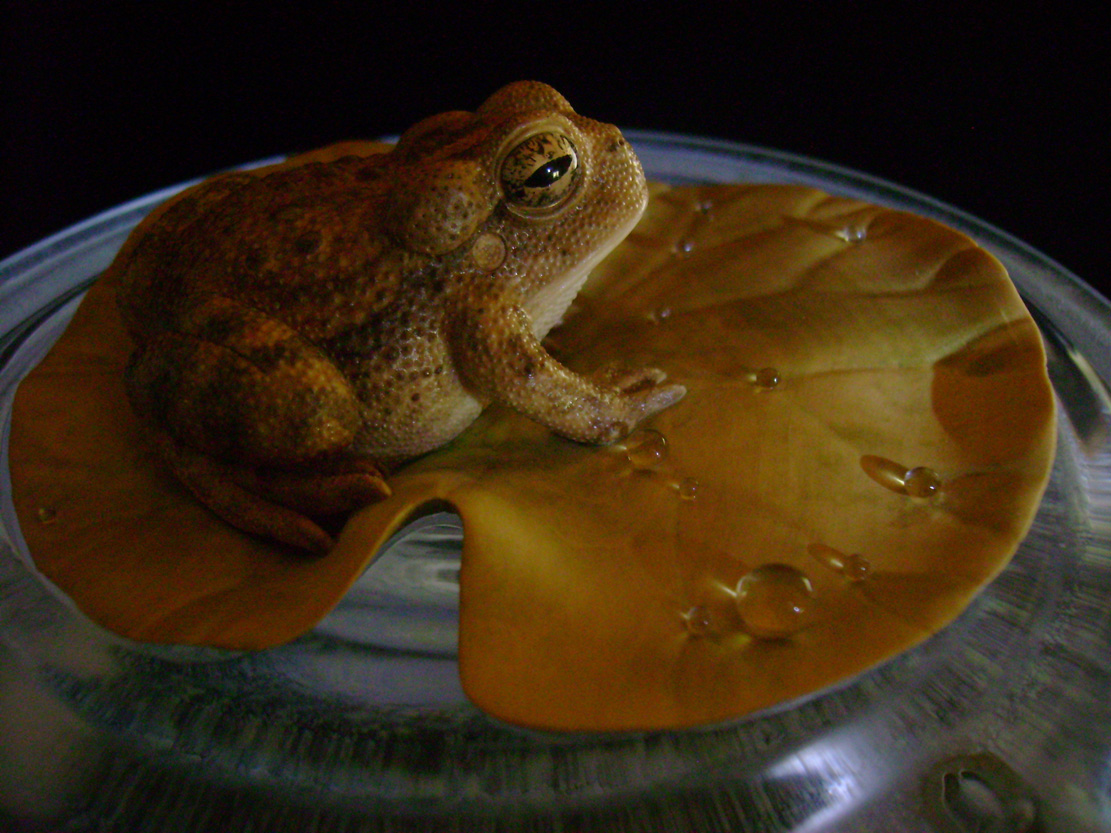 toad on lotusleaf, Kröte, Cornel, Schneider, Boxwood, Buchsbaum, Acrylglas, Ivory, jpeg, jpg, scuplture, Schnitzerei, Carving, okimono