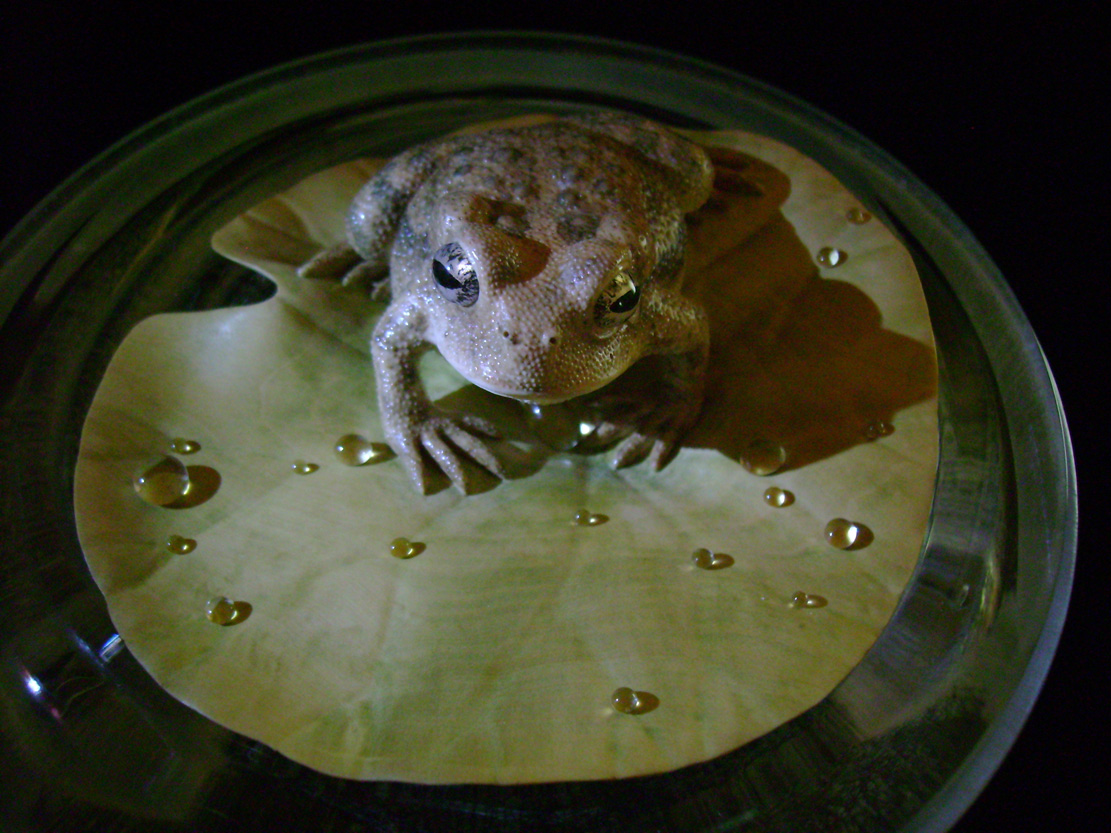 toad on lotusleaf, Kröte, Cornel, Schneider, Boxwood, Buchsbaum, Acrylglas, Ivory, jpeg, jpg, scuplture, Schnitzerei, Carving, okimono