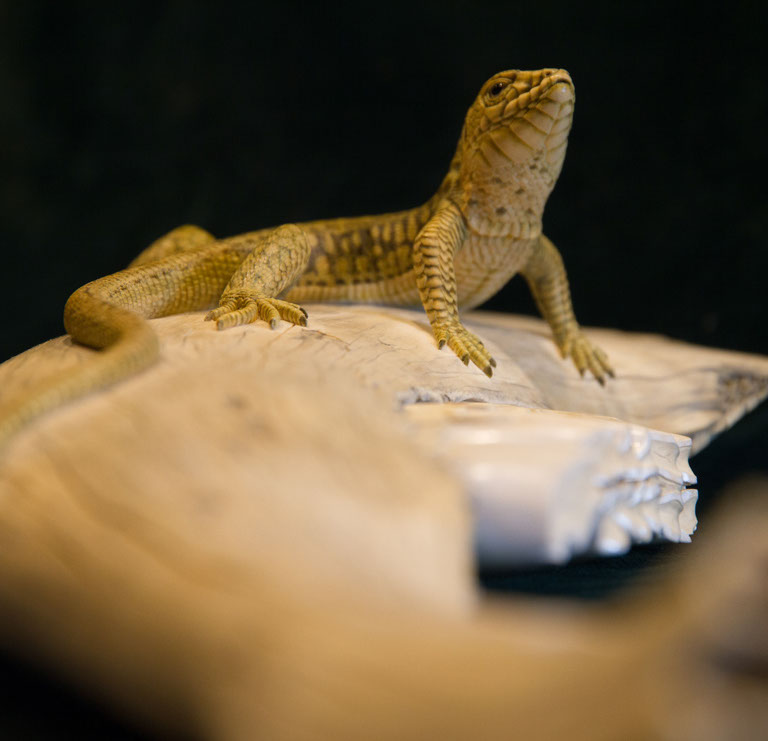 Eisvogel, Kingfisher, Watersplash, Hunting, Fish, Cornel, Schneider, Boxwood, Buchsbaum, jpeg, jpg, scuplture, Schnitzerei, Carving, okimono