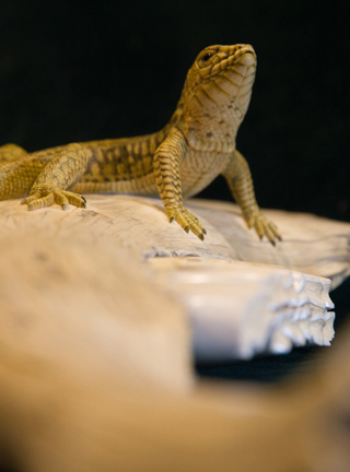 Snake, Schlange, Toad, Kröte, Cornel, Schneider, Boxwood, Buchsbaum, jpeg, jpg, scuplture, Schnitzerei, Carving, okimono