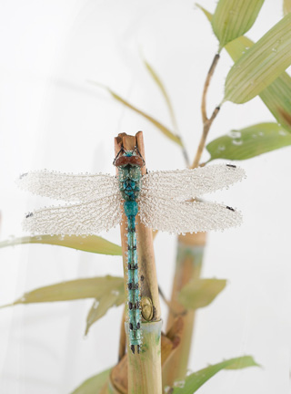 Snake, Schlange, Toad, Kröte, Cornel, Schneider, Boxwood, Buchsbaum, jpeg, jpg, scuplture, Schnitzerei, Carving, okimono