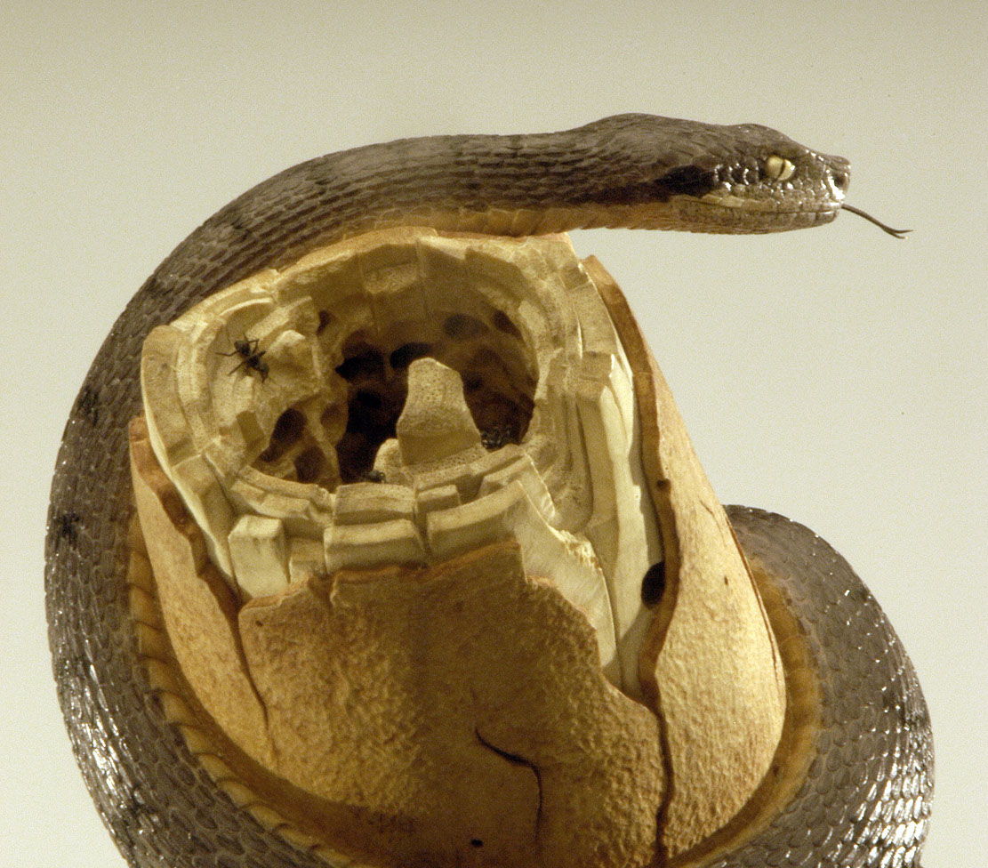 viper around branch, Cornel, Schneider, Boxwood, Buchsbaum,  jpeg, jpg, scuplture, Schnitzerei, Carving, okimono