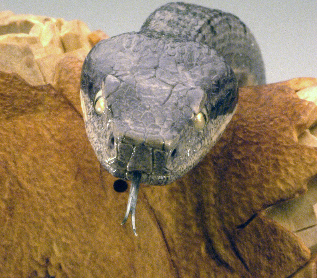 viper around branch, Cornel, Schneider, Boxwood, Buchsbaum,  jpeg, jpg, scuplture, Schnitzerei, Carving, okimono