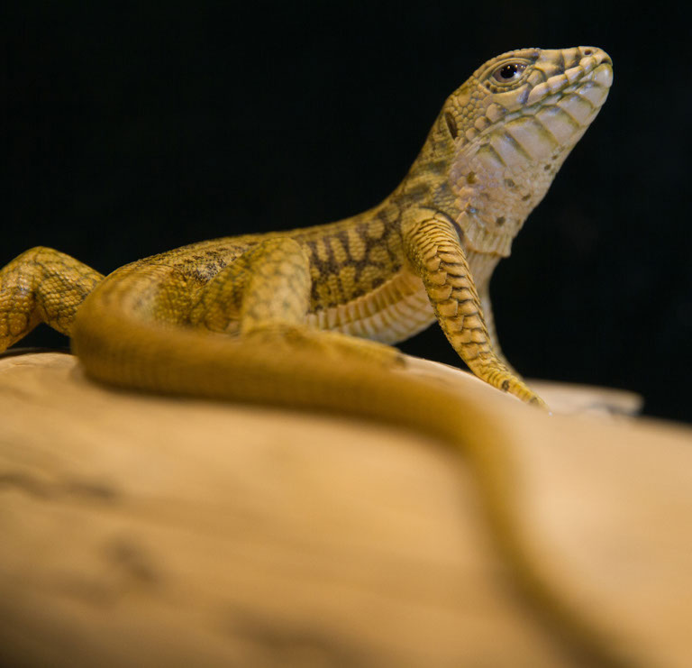 Eisvogel, Kingfisher, Watersplash, Hunting, Fish, Cornel, Schneider, Boxwood, Buchsbaum, jpeg, jpg, scuplture, Schnitzerei, Carving, okimono