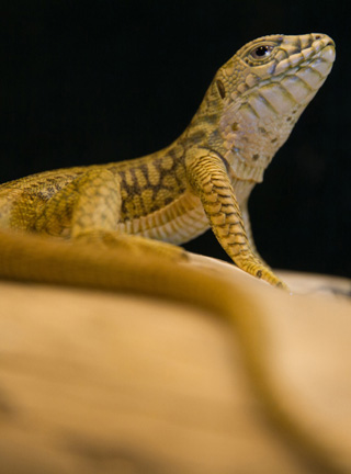 Snake, Schlange, Toad, Kröte, Cornel, Schneider, Boxwood, Buchsbaum, jpeg, jpg, scuplture, Schnitzerei, Carving, okimono