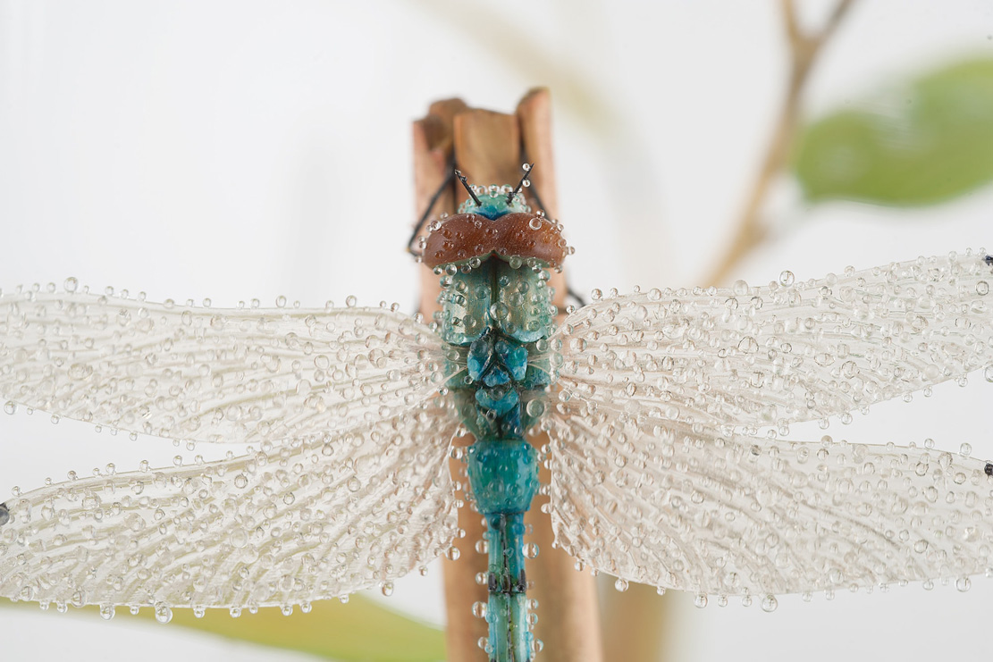 toad on lotusleaf, Kröte, Cornel, Schneider, Boxwood, Buchsbaum, Acrylglas, Ivory, jpeg, jpg, scuplture, Schnitzerei, Carving, okimono