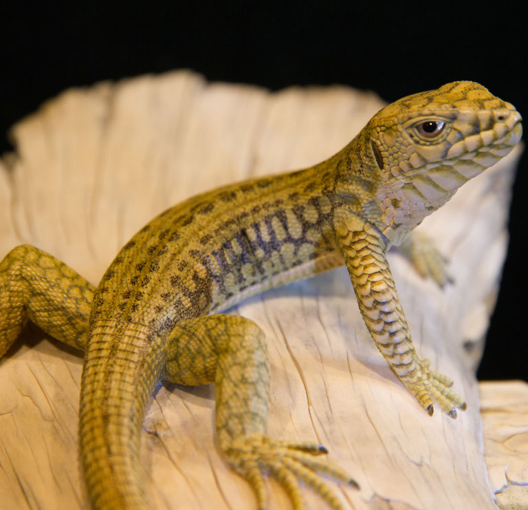 Eisvogel, Kingfisher, Watersplash, Hunting, Fish, Cornel, Schneider, Boxwood, Buchsbaum, jpeg, jpg, scuplture, Schnitzerei, Carving, okimono