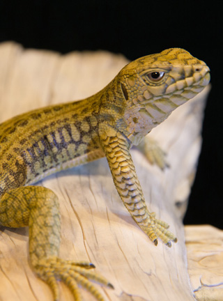 Snake, Schlange, Toad, Kröte, Cornel, Schneider, Boxwood, Buchsbaum, jpeg, jpg, scuplture, Schnitzerei, Carving, okimono