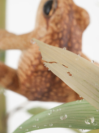 Snake, Schlange, Toad, Kröte, Cornel, Schneider, Boxwood, Buchsbaum, jpeg, jpg, scuplture, Schnitzerei, Carving, okimono