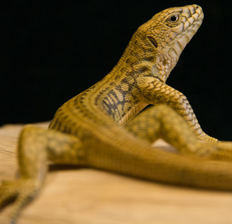 Eisvogel, Kingfisher, Watersplash, Hunting, Fish, Cornel, Schneider, Boxwood, Buchsbaum, jpeg, jpg, scuplture, Schnitzerei, Carving, okimono