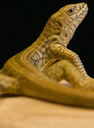 Snake, Schlange, Toad, Kröte, Cornel, Schneider, Boxwood, Buchsbaum, jpeg, jpg, scuplture, Schnitzerei, Carving, okimono