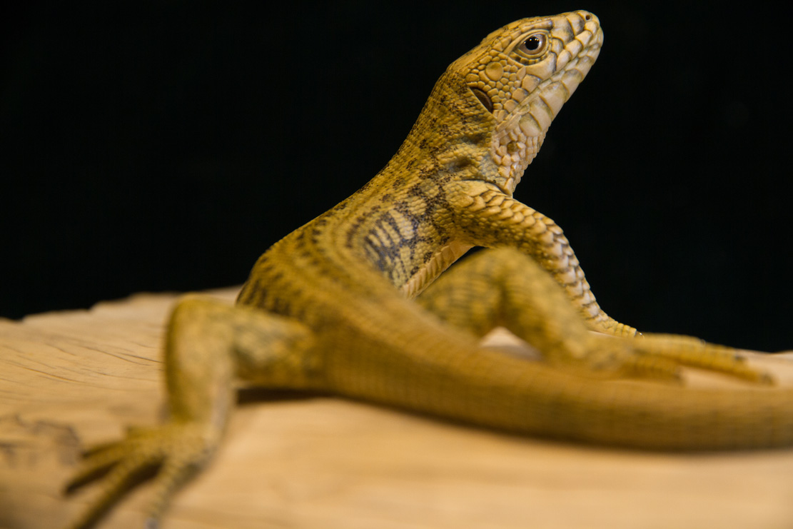 Snake, Schlange, Toad, Kröte, Cornel, Schneider, Boxwood, Buchsbaum, jpeg, jpg, scuplture, Schnitzerei, Carving, okimono