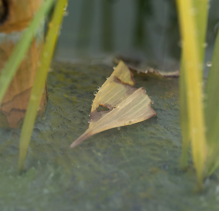 Eisvogel, Kingfisher, Watersplash, Hunting, Fish, Cornel, Schneider, Boxwood, Buchsbaum, jpeg, jpg, scuplture, Schnitzerei, Carving, okimono