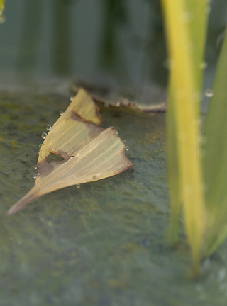 Snake, Schlange, Toad, Kröte, Cornel, Schneider, Boxwood, Buchsbaum, jpeg, jpg, scuplture, Schnitzerei, Carving, okimono