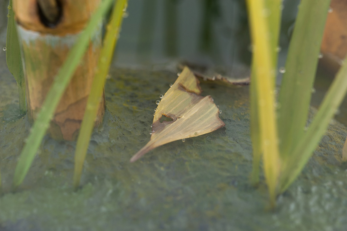 Eisvogel, Kingfisher, Watersplash, Hunting, Fish, Cornel, Schneider, Boxwood, Buchsbaum, jpeg, jpg, scuplture, Schnitzerei, Carving, okimono