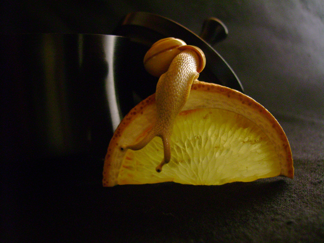 orangesnail, Cornel, Schneider, Boxwood, Buchsbaum,  amber, bernstein, ebony, jpeg, jpg, scuplture, Schnitzerei, Carving, netsuke