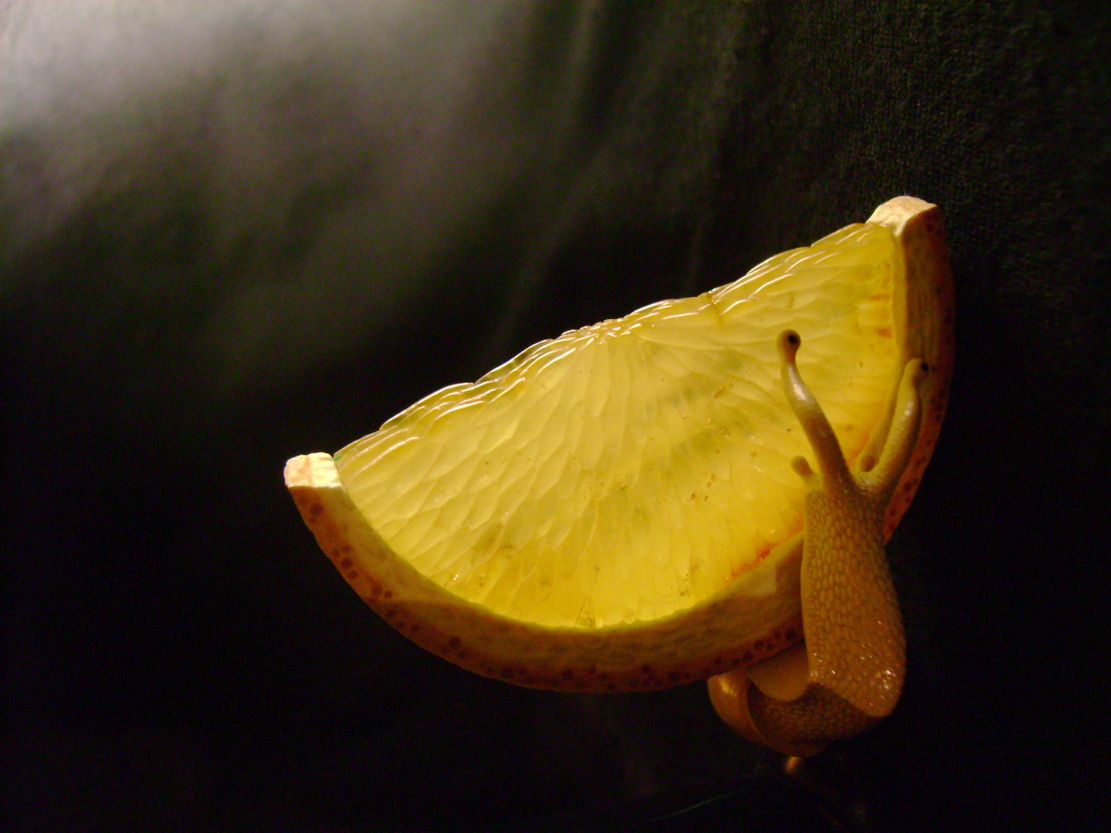 orangesnail, Cornel, Schneider, Boxwood, Buchsbaum,  amber, bernstein, ebony, jpeg, jpg, scuplture, Schnitzerei, Carving, netsuke